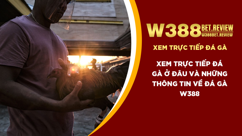 Xem trực tiếp đá gà ở đâu và những thông tin về đá gà W388